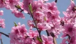 贵阳桃花爆料视频,网友爆料视频惊艳呈现